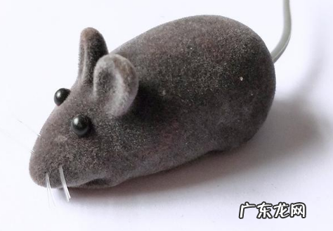 天花板隔层有老鼠怎么办,天花板有老鼠怎么办能除根