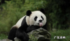熊有尾巴是什么颜色,草莓熊的尾巴是什么颜色的