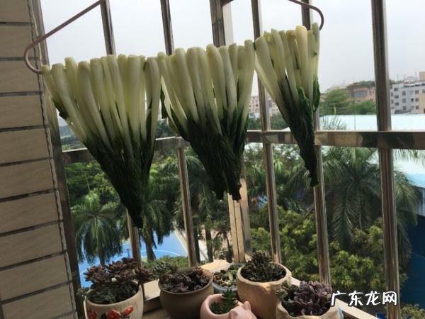 白菜可以晒干怎么晒干菜,白菜怎么晒成干菜不变色