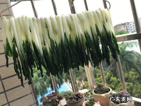 白菜可以晒干怎么晒干菜,白菜怎么晒成干菜不变色