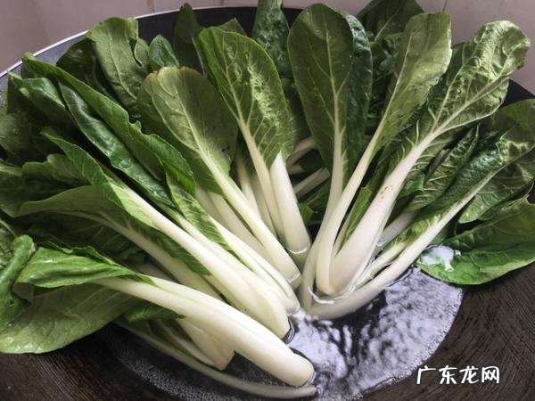 白菜可以晒干怎么晒干菜,白菜怎么晒成干菜不变色