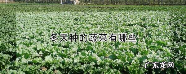 冬天蔬菜有哪些品种,适合冬天种植的蔬菜有哪些