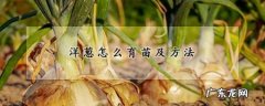 怎么样育洋葱苗 洋葱育苗如何做,葱怎么育苗和方法