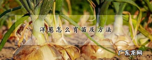 怎么样育洋葱苗 洋葱育苗如何做,葱怎么育苗和方法