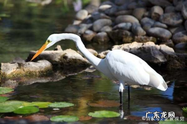白鹭的生活习性,白鹭的生活习性