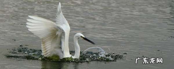 白鹭的生活习性,白鹭的生活习性