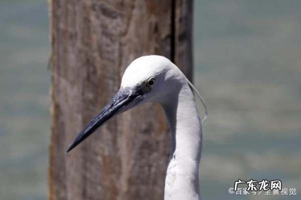 白鹭的生活习性,白鹭的生活习性