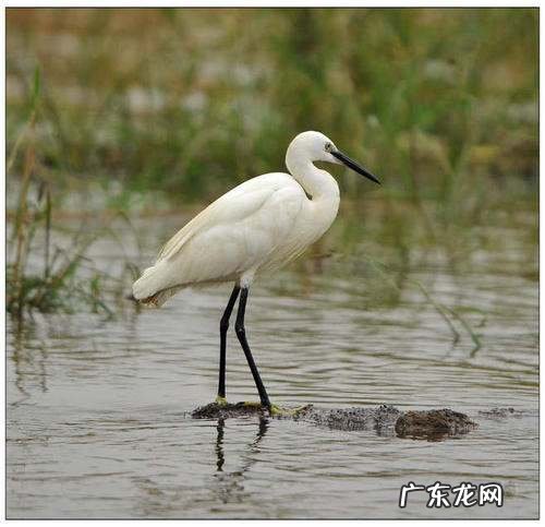 白鹭的生活习性,白鹭的生活习性