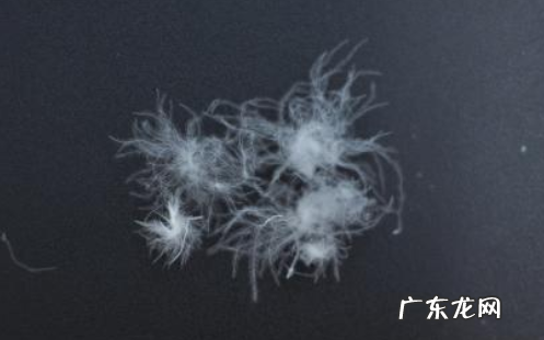 90绒羽绒服是什么意思,90鸭绒的羽绒服是什么意思