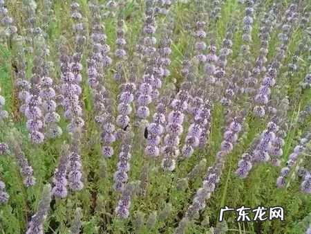 能驱蚊虫的花草有哪些,驱蚊花草有哪些盆栽适合家庭