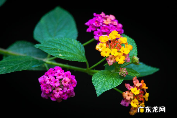 能驱蚊虫的花草有哪些,驱蚊花草有哪些盆栽适合家庭