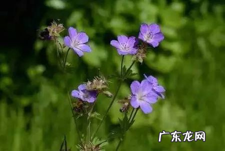 能驱蚊虫的花草有哪些,驱蚊花草有哪些盆栽适合家庭