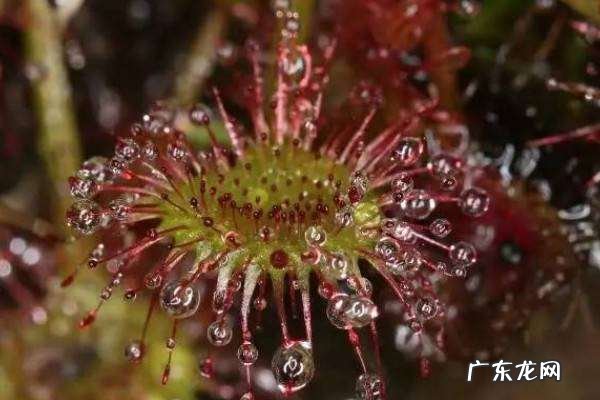 能驱蚊虫的花草有哪些,驱蚊花草有哪些盆栽适合家庭