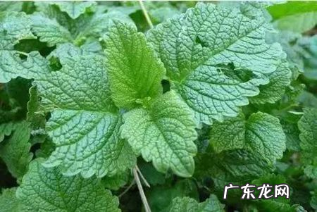 能驱蚊虫的花草有哪些,驱蚊花草有哪些盆栽适合家庭