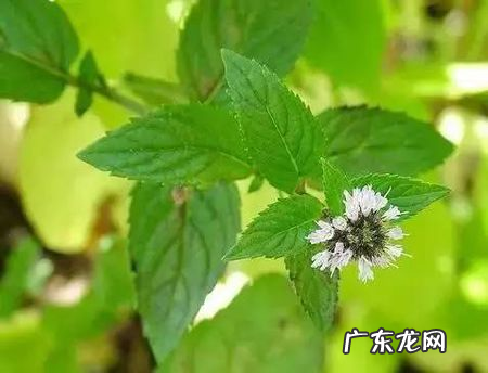 能驱蚊虫的花草有哪些,驱蚊花草有哪些盆栽适合家庭
