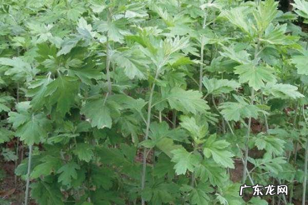 能驱蚊虫的花草有哪些,驱蚊花草有哪些盆栽适合家庭