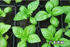 能驱蚊虫的花草有哪些,驱蚊花草有哪些盆栽适合家庭
