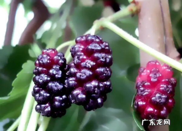 桑葚是碱性还是酸性,碱性水果有哪些