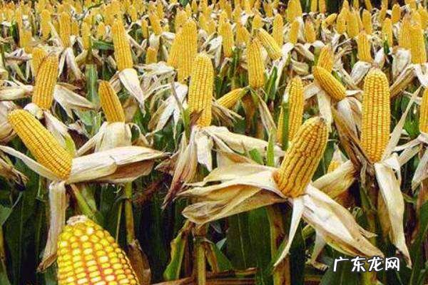 种玉米要几天才能成熟收获,玉米从播种到采收期要多久