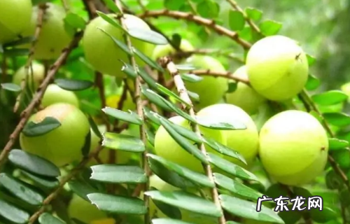 余甘子泡酒的功效,余甘果和枸杞能不能一起泡酒喝