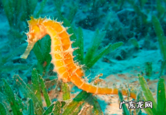 海马是哪类动物,海马属于什么类动物