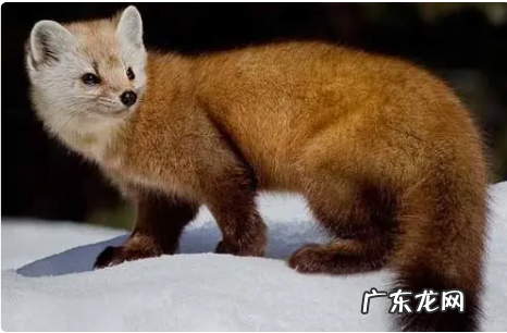 丹麦貂绒是什么材质,貂皮丹麦短二是什么意思