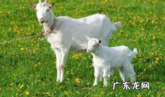 小羊的脚印像什么形状,小羊的脚印在雪地里像什么