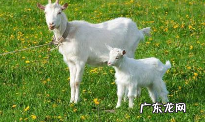 小羊的脚印像什么形状,小羊的脚印在雪地里像什么