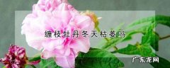 缠枝牡丹怎么繁殖,缠枝牡丹要养多久才开花