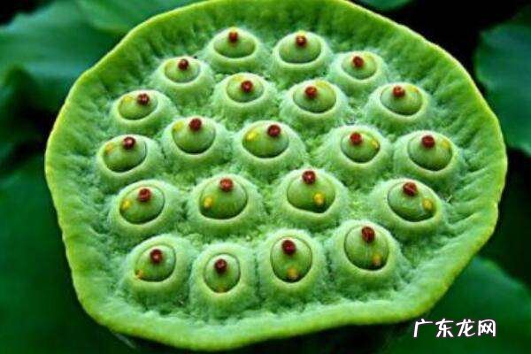 送人莲蓬的寓意是什么,空心莲蓬的花语和寓意