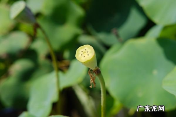 送人莲蓬的寓意是什么,空心莲蓬的花语和寓意