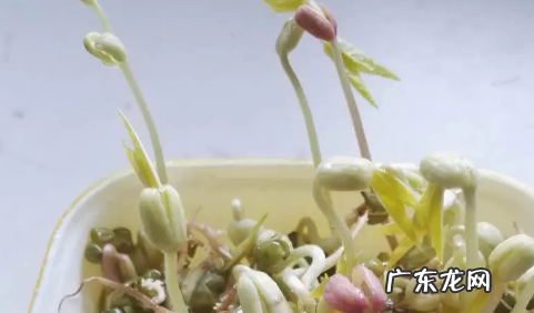 绿豆芽可以长多高,绿豆芽前十天生长长度分别是多少