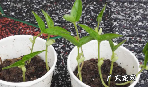 绿豆芽可以长多高,绿豆芽前十天生长长度分别是多少
