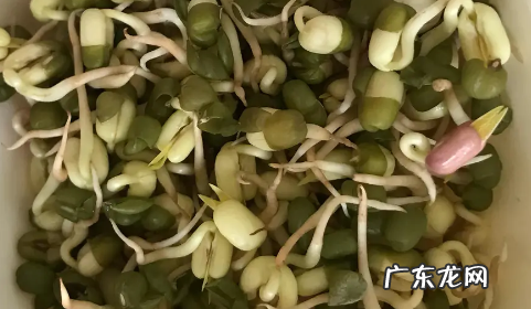 绿豆芽可以长多高,绿豆芽前十天生长长度分别是多少