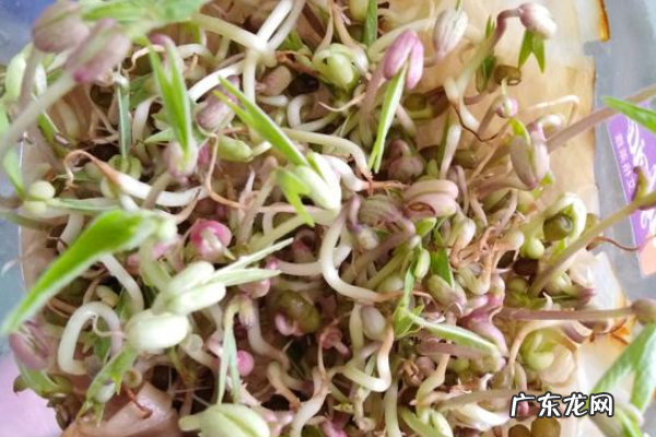 绿豆芽可以长多高,绿豆芽前十天生长长度分别是多少