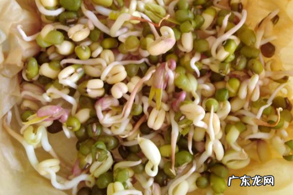 绿豆芽可以长多高,绿豆芽前十天生长长度分别是多少