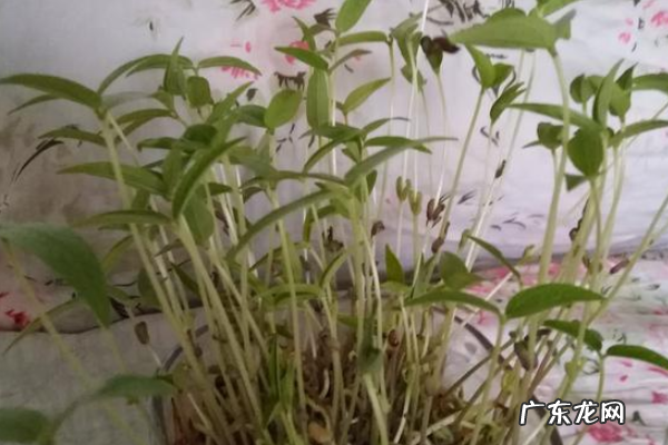 绿豆芽可以长多高,绿豆芽前十天生长长度分别是多少