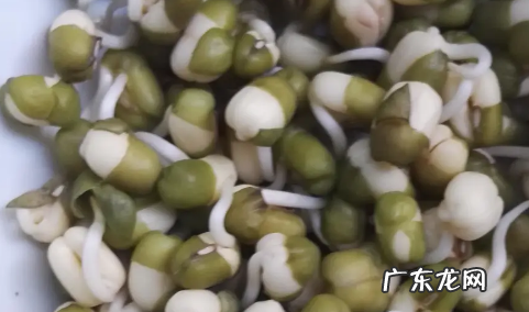 绿豆芽可以长多高,绿豆芽前十天生长长度分别是多少