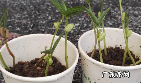 绿豆芽可以长多高,绿豆芽前十天生长长度分别是多少