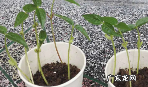 绿豆芽可以长多高,绿豆芽前十天生长长度分别是多少