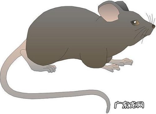 鼠的拼音 是一种怎么样的生物,鼠拼音怎么写