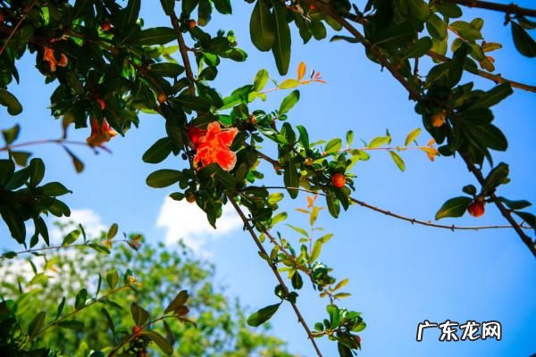 石榴盆栽种植方法是什么,石榴盆栽种植方法和注意事项