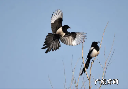 喜鹊是益鸟还是害鸟,喜鹊是益鸟还是害鸟