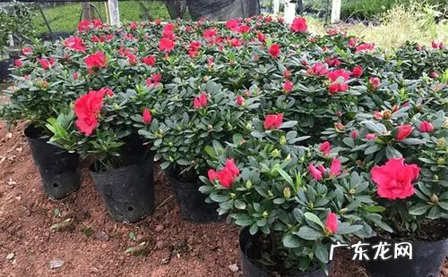 家里养杜鹃花好,家里可以放杜鹃花