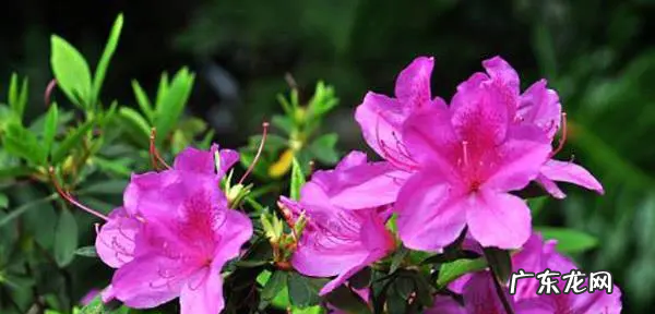 家里养杜鹃花好,家里可以放杜鹃花