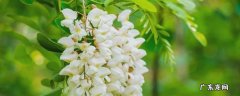 槐花的香味怎么形容 形容槐树花的香味