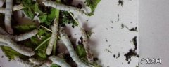 蚕宝宝结茧了之后怎么处理 蚕宝宝开始结茧时没注意破坏了