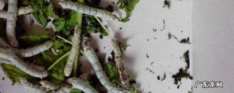 蚕宝宝结茧了之后怎么处理 蚕宝宝开始结茧时没注意破坏了