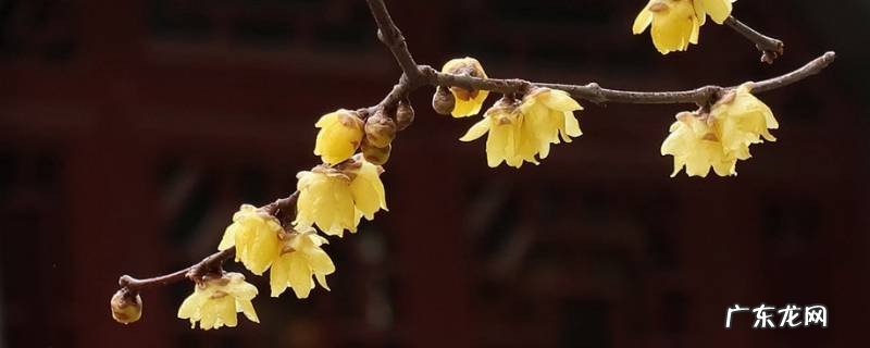 腊梅种子可以吃吗 腊梅花种子能吃吗