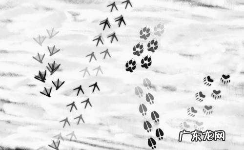 大象在雪地里踩的脚印像什么,动物的脚印在雪地里像什么